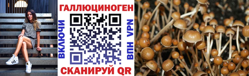 Псилоцибиновые грибы GOLDEN TEACHER  где продают наркотики  Дагестанские Огни 