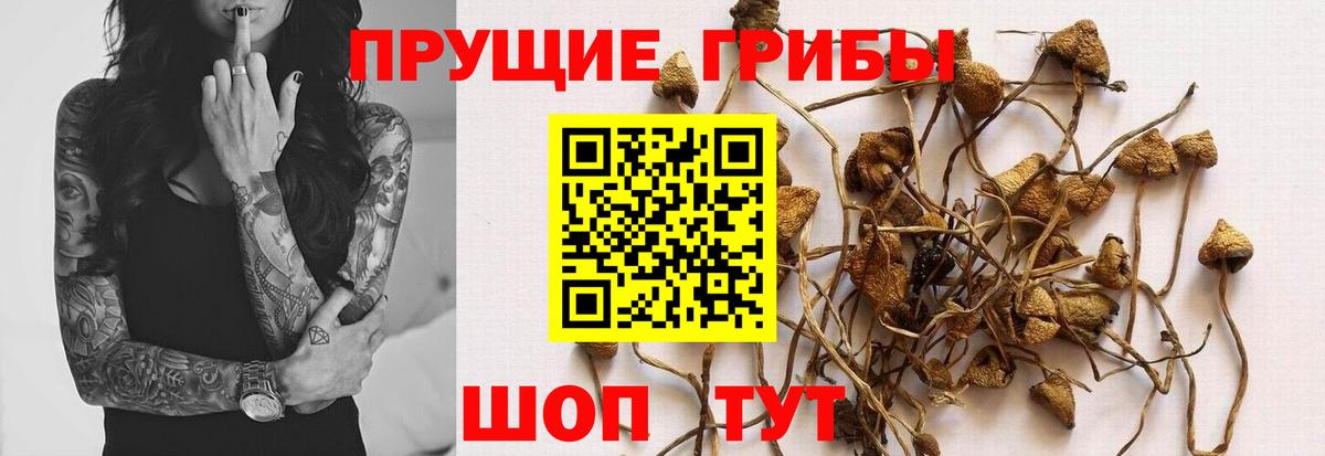 Галлюциногенные грибы ЛСД  купить наркотики сайты  Псилоцибиновые грибы мухоморы  Дагестанские Огни  Вход с VPN 